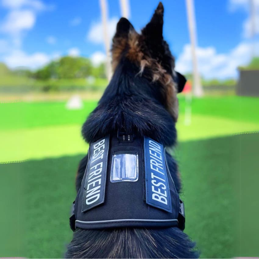 COMMANDER™ No-Pull Harness