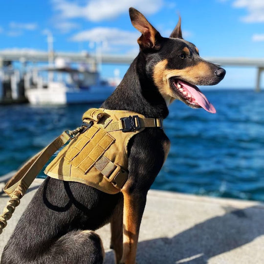 RECON™ Harness & Tactical Set