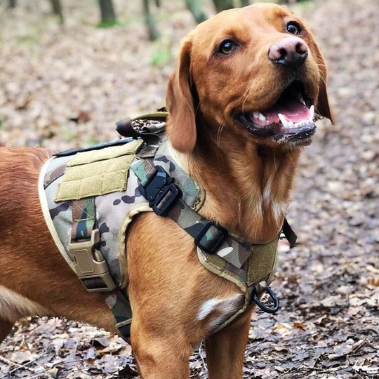 RECON™ Harness & Tactical Set