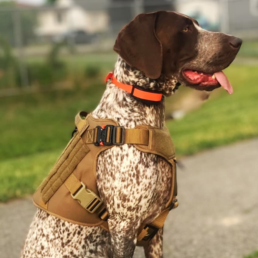 RECON™ Harness & Tactical Set