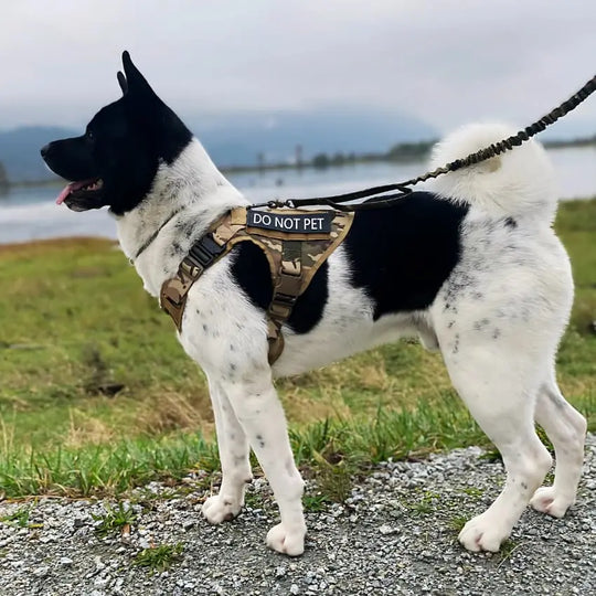 RECON™ Harness & Tactical Set