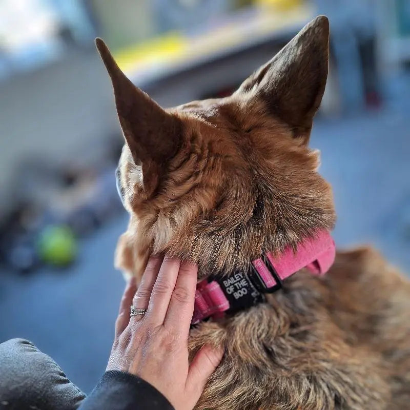 Personalized Collar With Control Handle 0 One Paw Dog Company