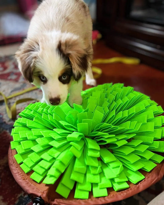 Grassland Snuffle Mat & Bowl One Paw Dog Company