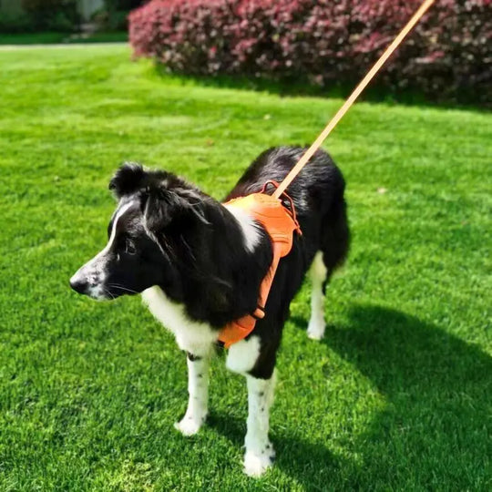 Premium 2-in-1 Hybrid Harness 0 BonaceBoutique