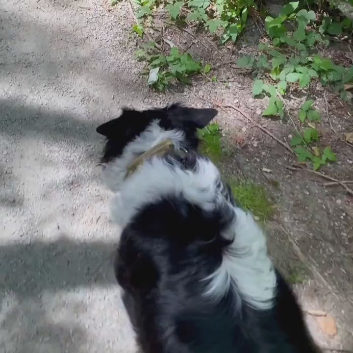 Personalized Collar With Control Handle