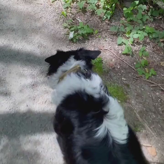 Personalized Collar With Control Handle