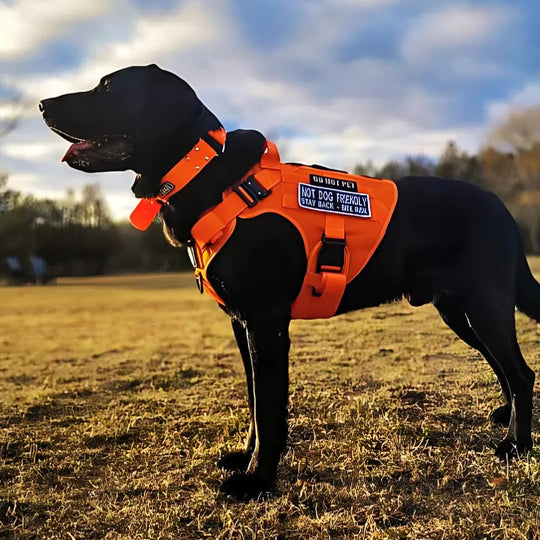 RECON™ Harness & Tactical Set