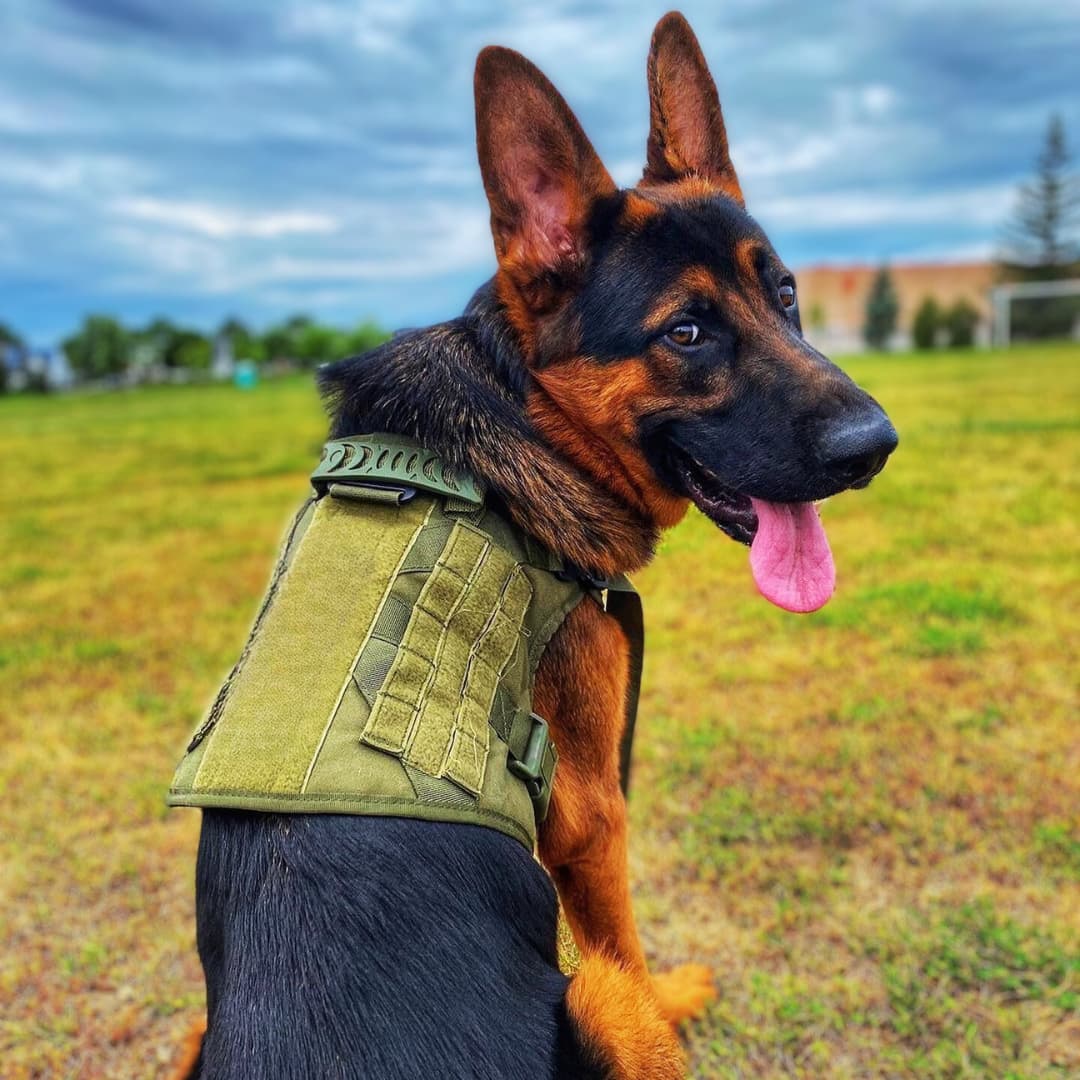 RECON™ Harness & Tactical Set