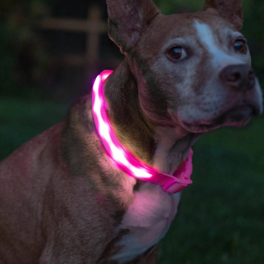 Reflective LED Collar 0 BonaceBoutique