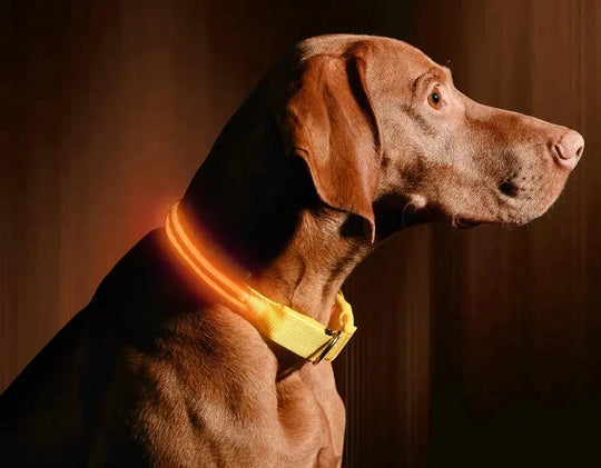 Reflective LED Collar 0 BonaceBoutique