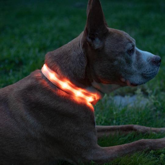 Reflective LED Collar 0 BonaceBoutique