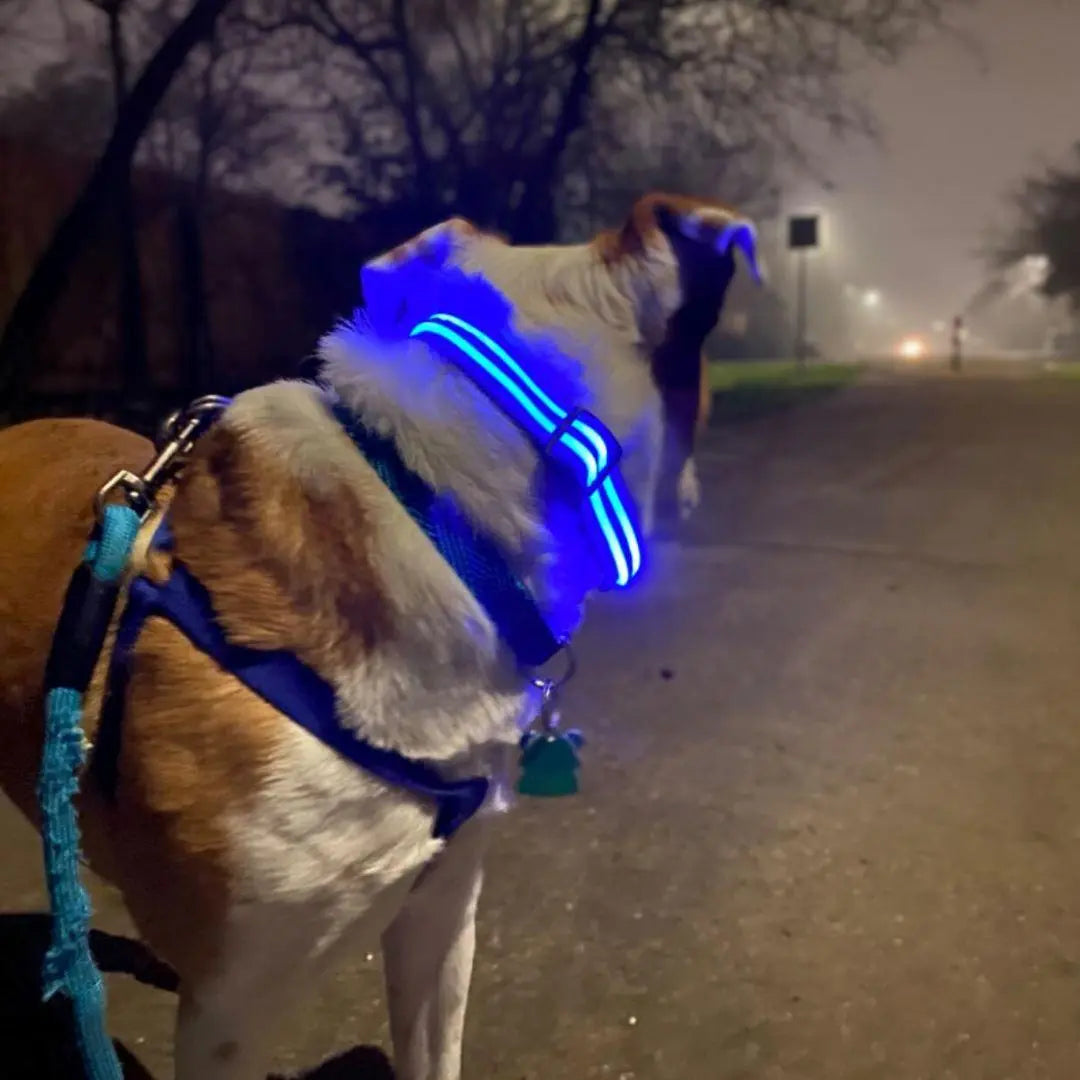 Reflective LED Collar 0 BonaceBoutique