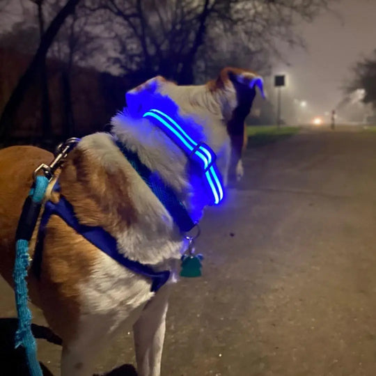 Reflective LED Collar 0 BonaceBoutique