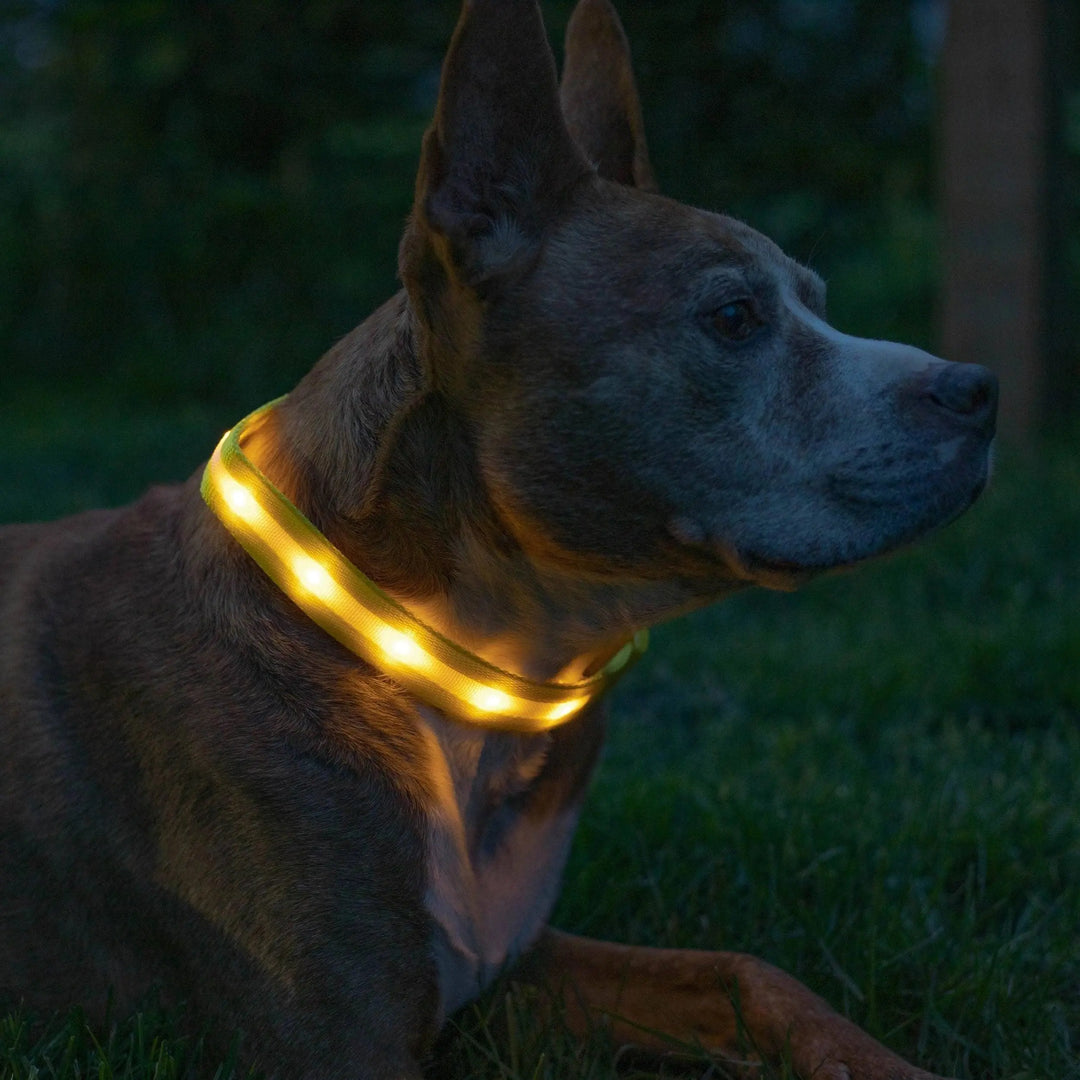 Reflective LED Collar 0 BonaceBoutique
