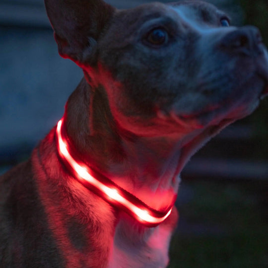Reflective LED Collar 0 BonaceBoutique