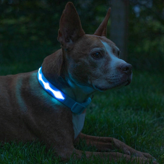 Reflective LED Collar 0 BonaceBoutique