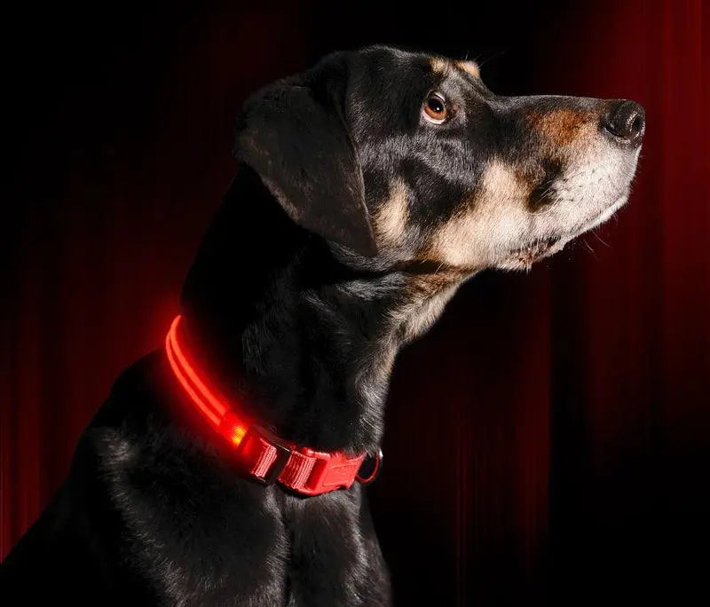 Reflective LED Collar 0 BonaceBoutique