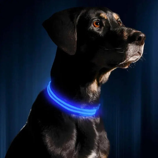 Reflective LED Collar 0 BonaceBoutique