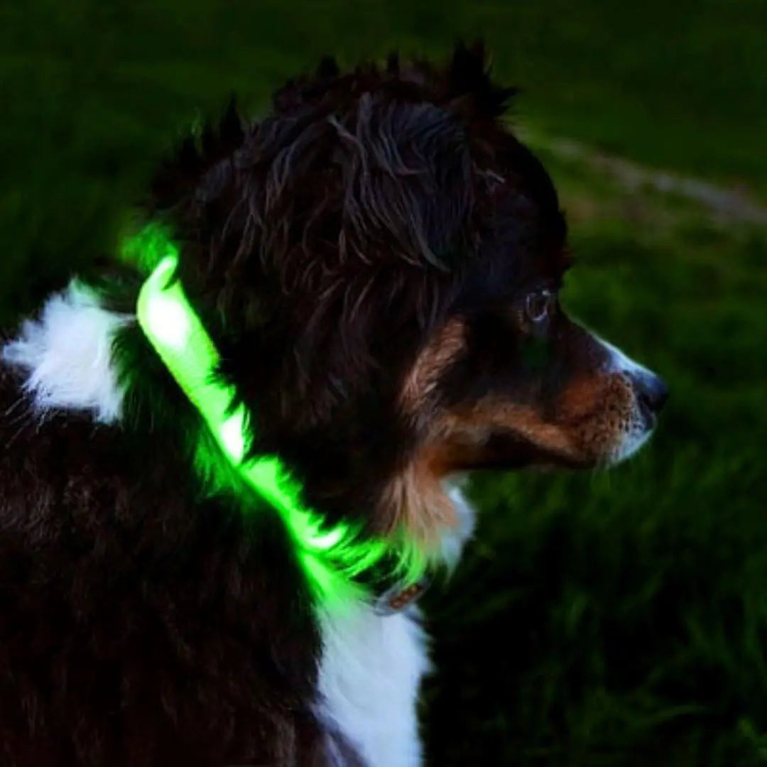 Reflective LED Collar 0 BonaceBoutique
