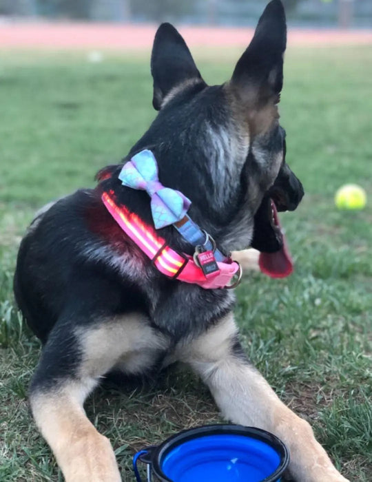 Reflective LED Collar 0 BonaceBoutique