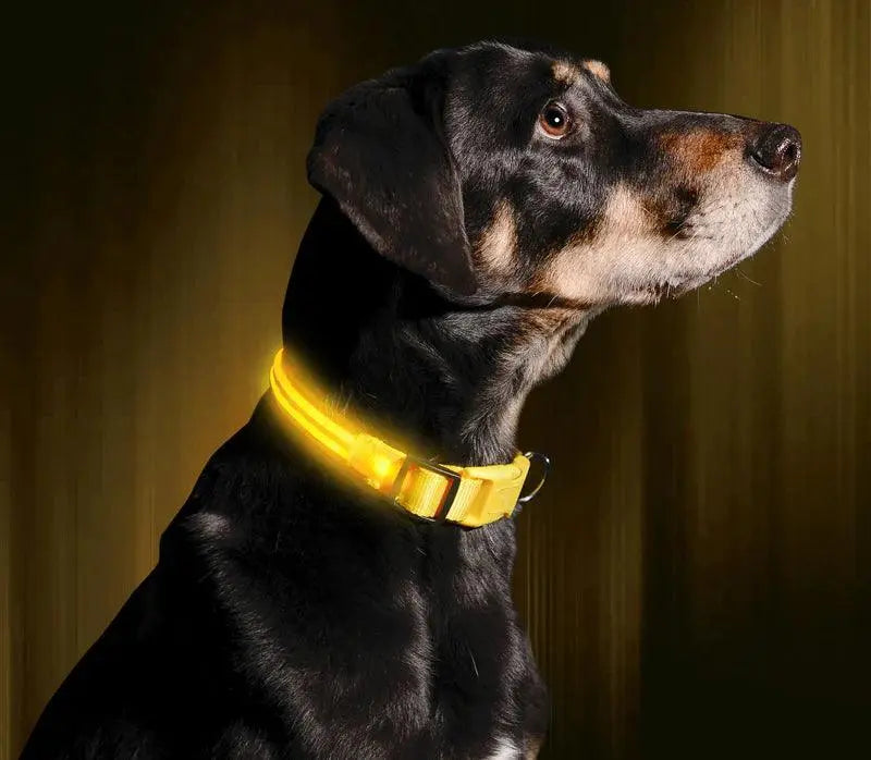 Reflective LED Collar 0 BonaceBoutique