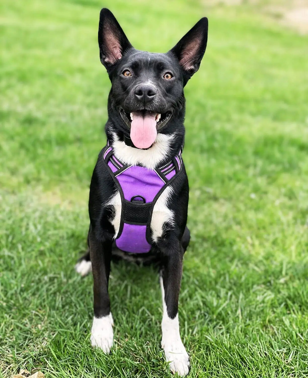 Reflective No Pull Easy Walk Harness One Paw Dog Company