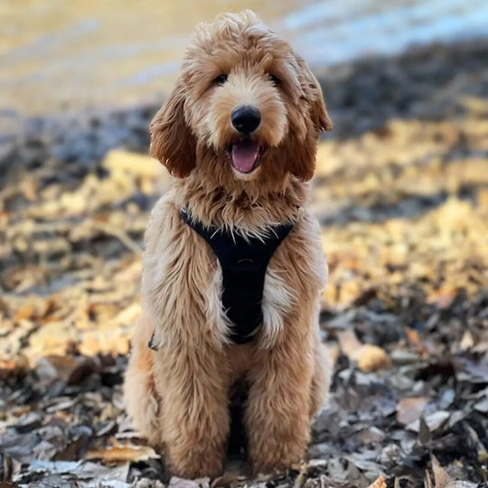 Reflective No Pull Easy Walk Harness One Paw Dog Company