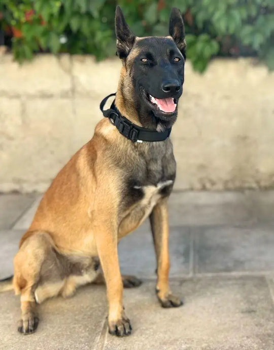 Tactical Collar With Control Handle BonaceBoutique