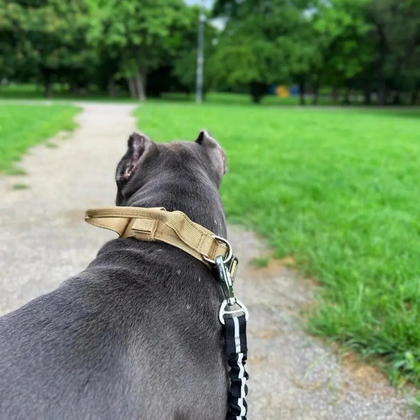 Tactical Collar With Control Handle BonaceBoutique