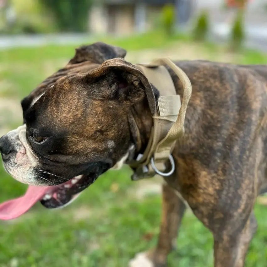 Tactical Collar With Control Handle BonaceBoutique