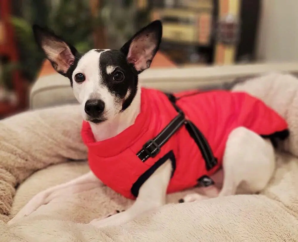 WaterProof Fleece Winter Coat One Paw Dog Company