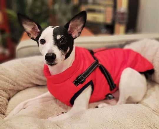 WaterProof Fleece Winter Coat One Paw Dog Company