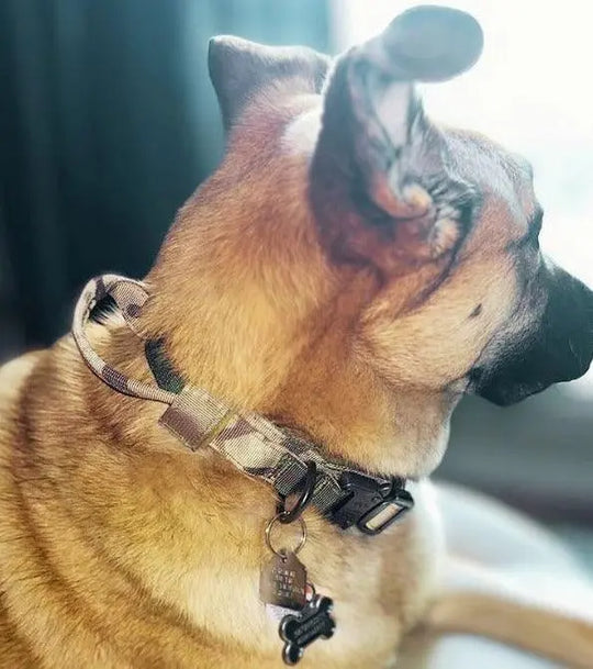Camo Tactical Collar BonaceBoutique