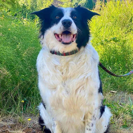 Custom Multi-Coloured Collar & Leash Set BonaceBoutique