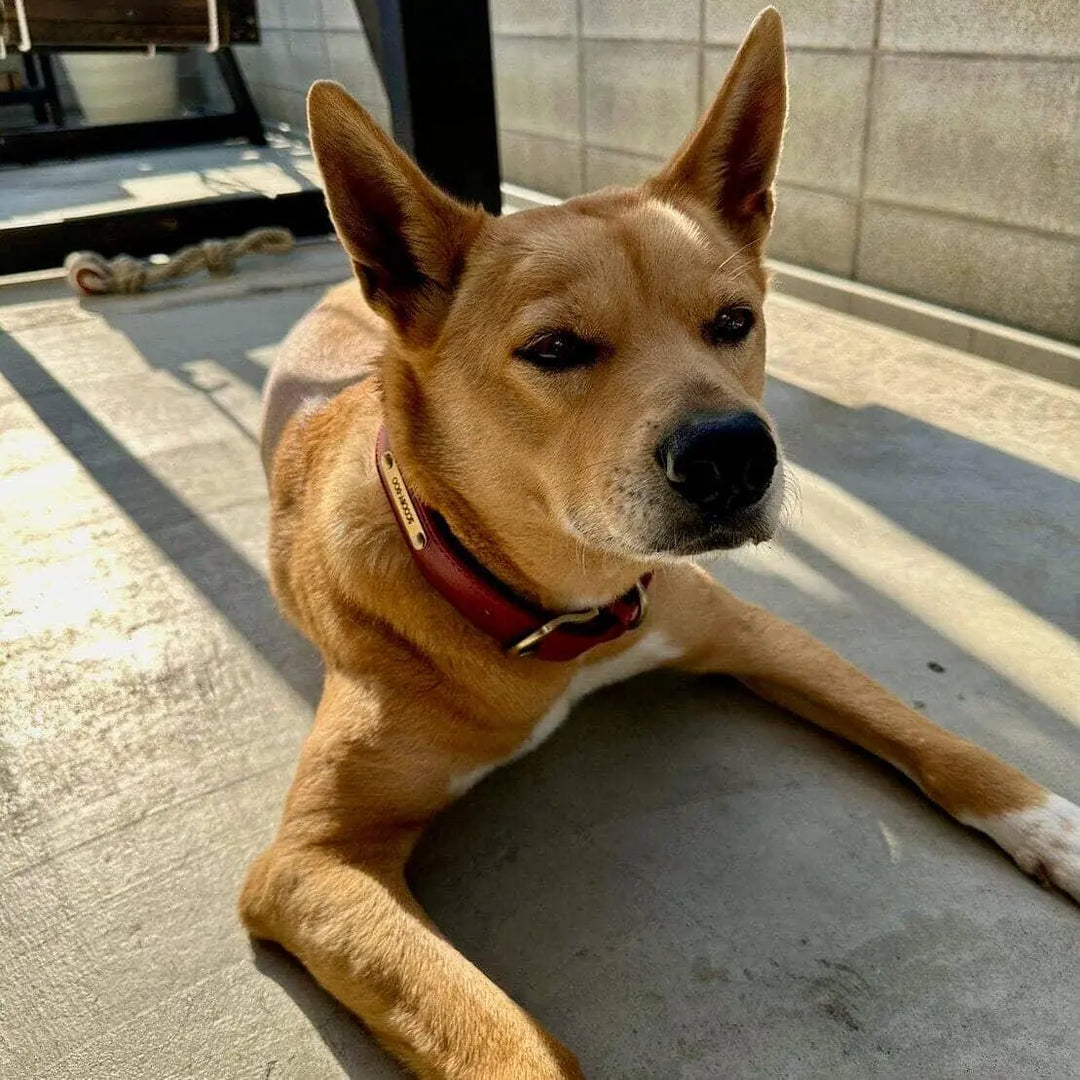 Customized Engraved Vegan Dog Collar 0 BonaceBoutique