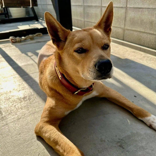 Customized Engraved Vegan Dog Collar 0 BonaceBoutique