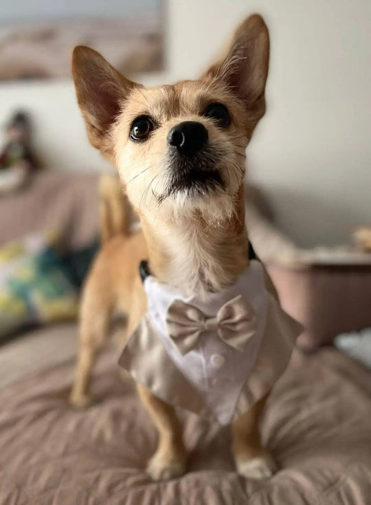 Dog Tuxedo Collar 0 BonaceBoutique