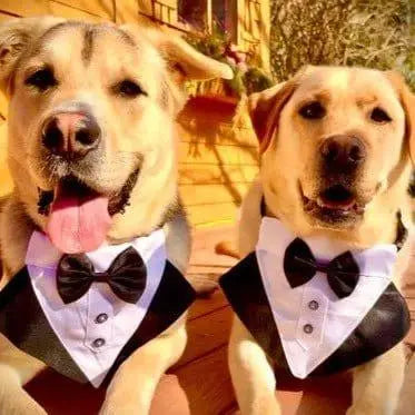 Dog Tuxedo Collar 0 BonaceBoutique