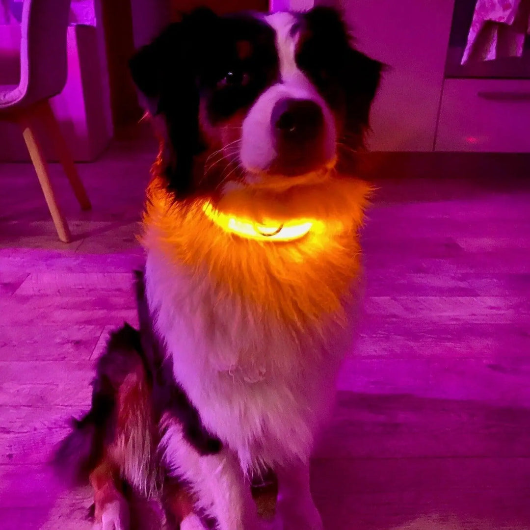 Illuminated LED Dog Collar 0 BonaceBoutique