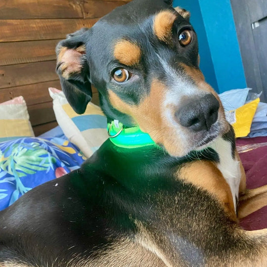 Illuminated LED Dog Collar 0 BonaceBoutique