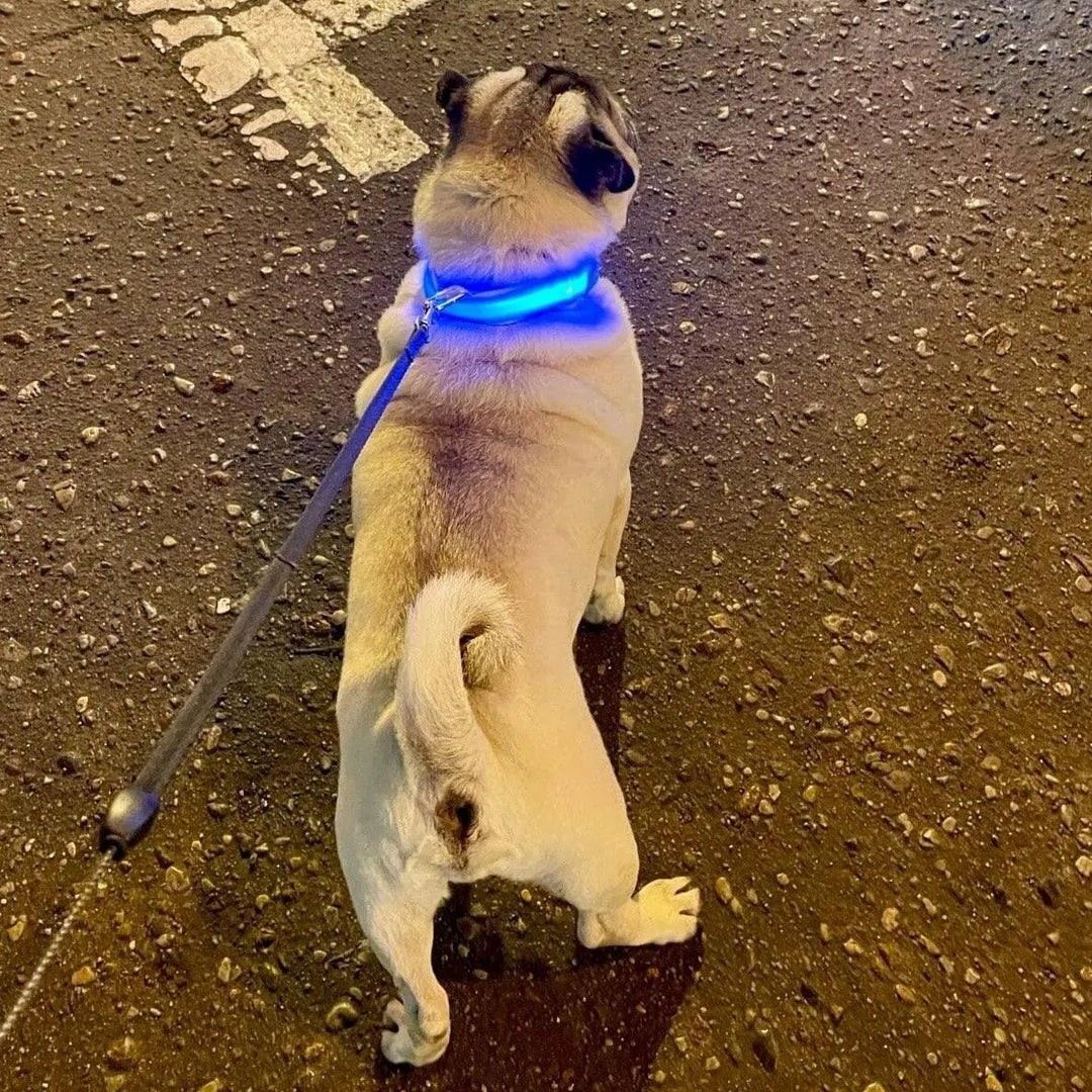 Illuminated LED Dog Collar 0 BonaceBoutique