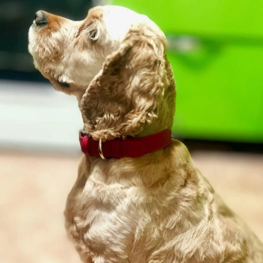 Personalized Genuine Leather Dog Collar BonaceBoutique