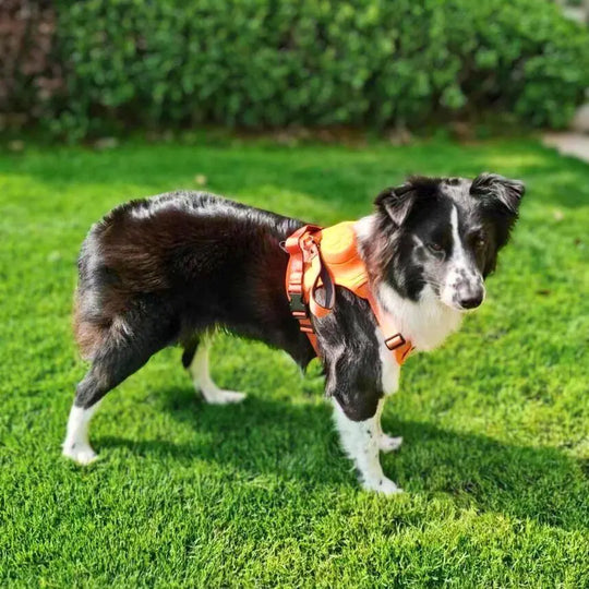 Premium 2-in-1 Hybrid Harness 0 BonaceBoutique