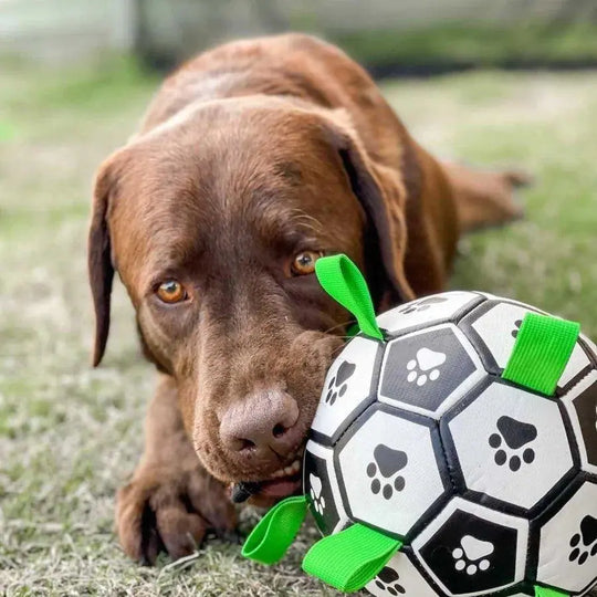 Soccer Ball For Dogs With Grab Tabs 0 BonaceBoutique