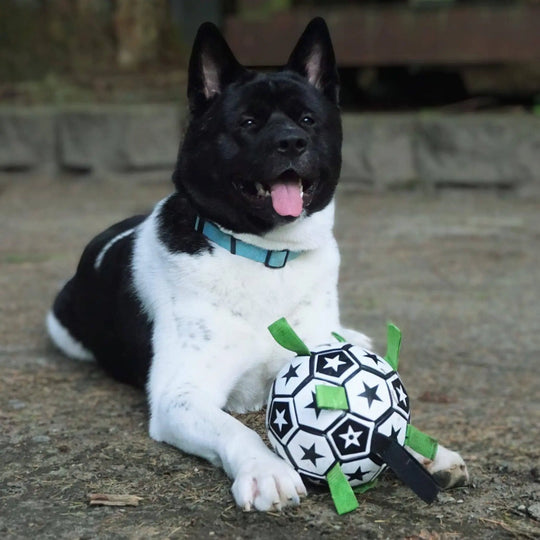 Soccer Ball For Dogs With Grab Tabs 0 BonaceBoutique