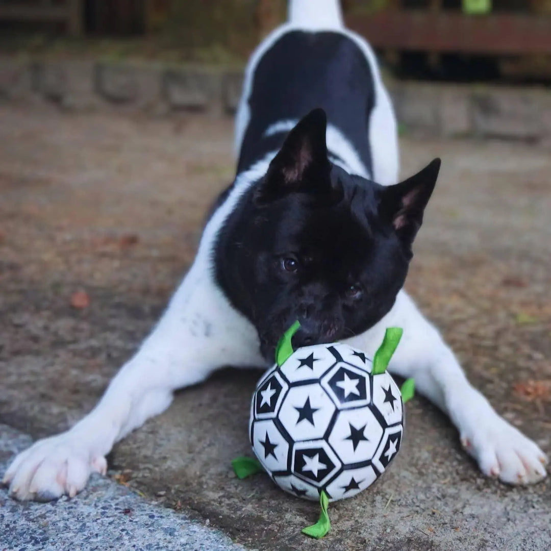Soccer Ball For Dogs With Grab Tabs 0 BonaceBoutique