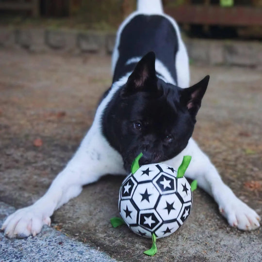 Soccer Ball For Dogs With Grab Tabs 0 BonaceBoutique