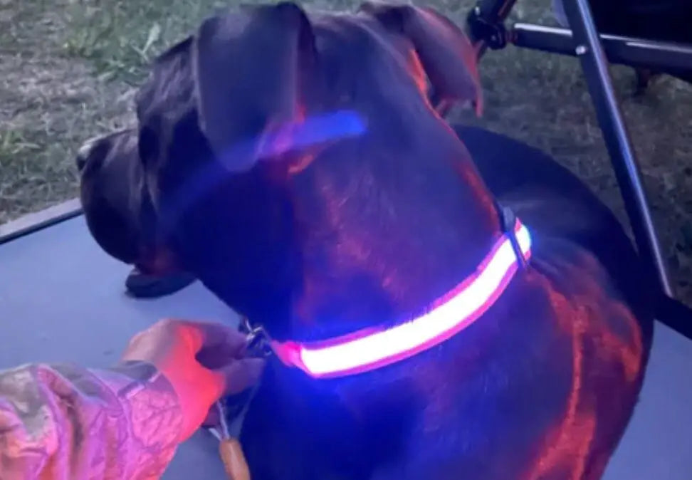 Illuminating Your pup's safety: why every dog owner should invest in an LED dog collar