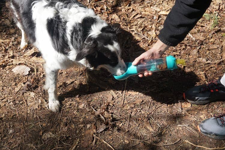 Quenching Your Pup's Thirst: Unraveling the Magic of Dog Water Bottles