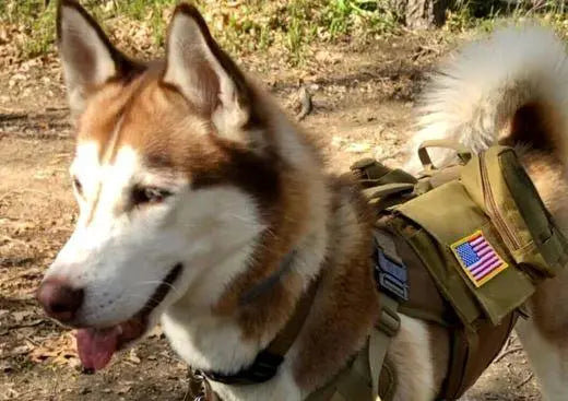 Tactical Dog Harness vs. Regular Harness: Making the Right Choice for Your Canine Companion